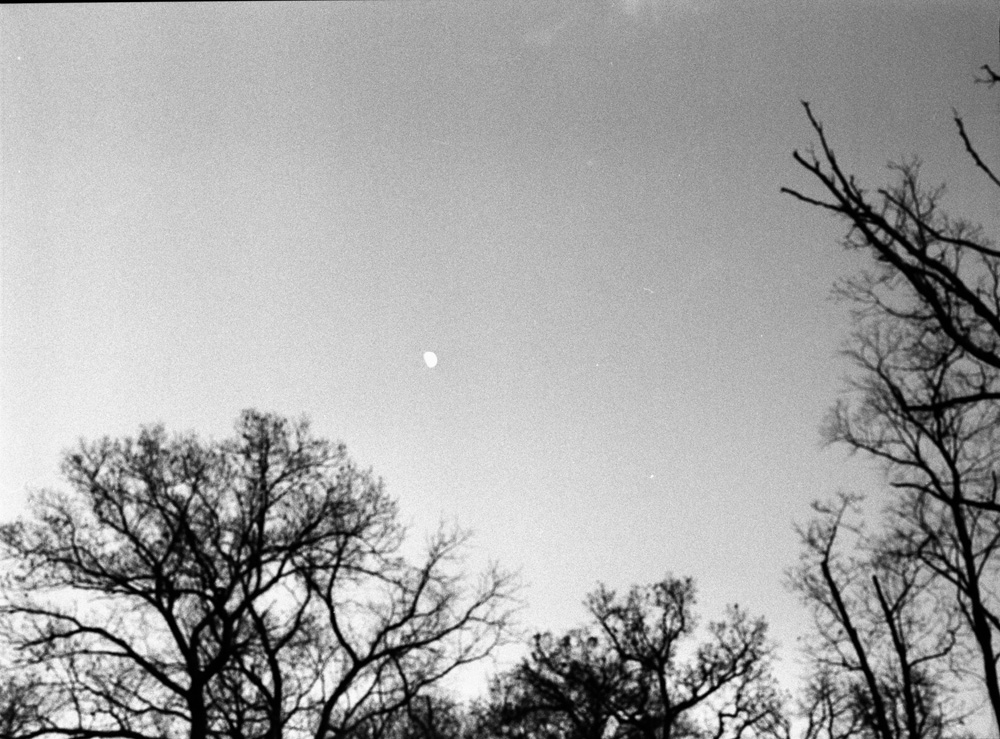 Moon Over Out of Focus Trees 1