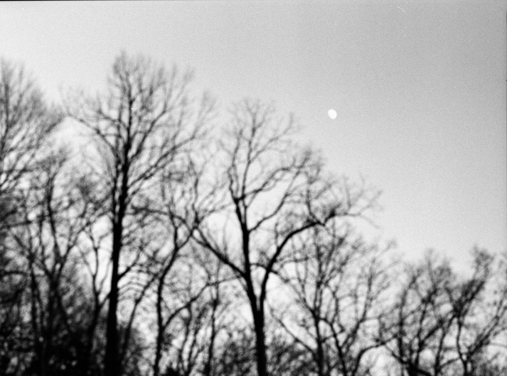Moon Over Out of Focus Trees 2