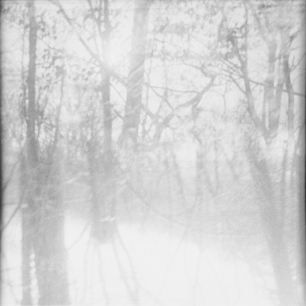 Forest Double Exposure 5