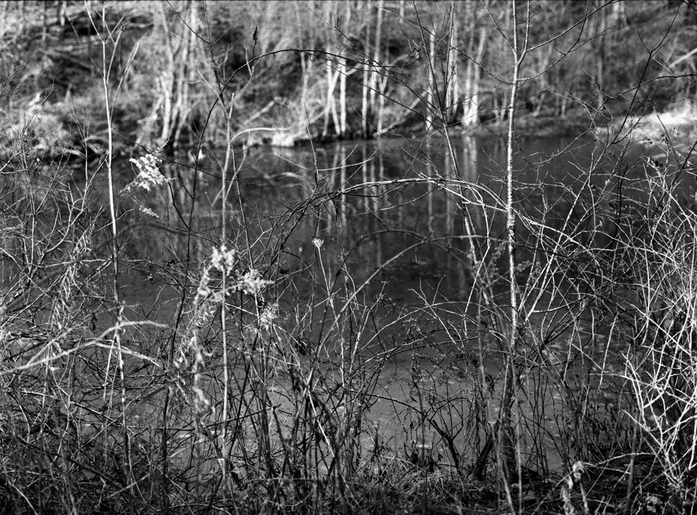 Brush on the Edge of a Pond