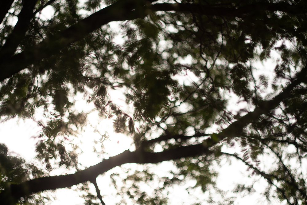 Out of Focus Neighborhood Trees and Sun 1