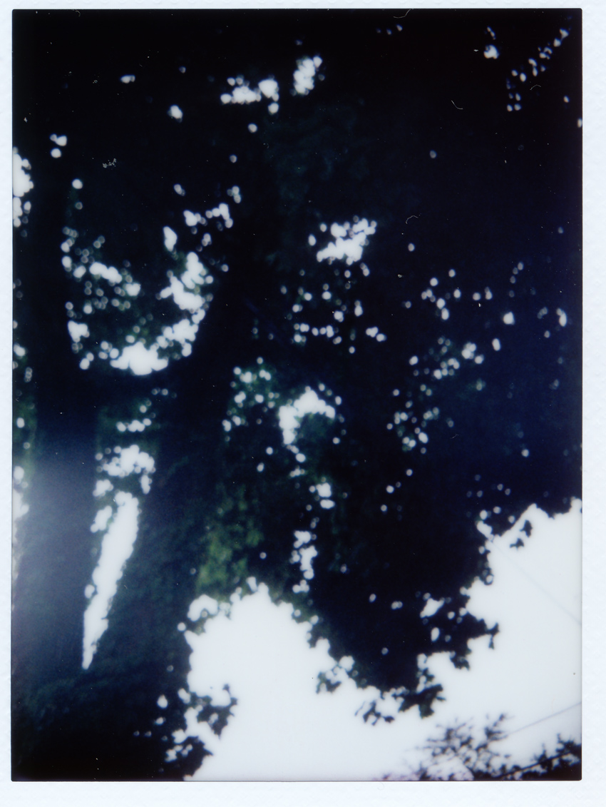 Instax Ivy Covered Tree