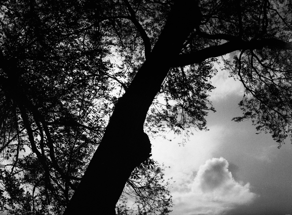 Clouds and Sun Behind Tree