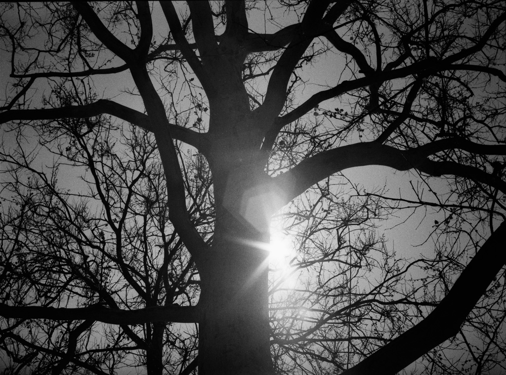 Sun Coming Out From Behind Tree