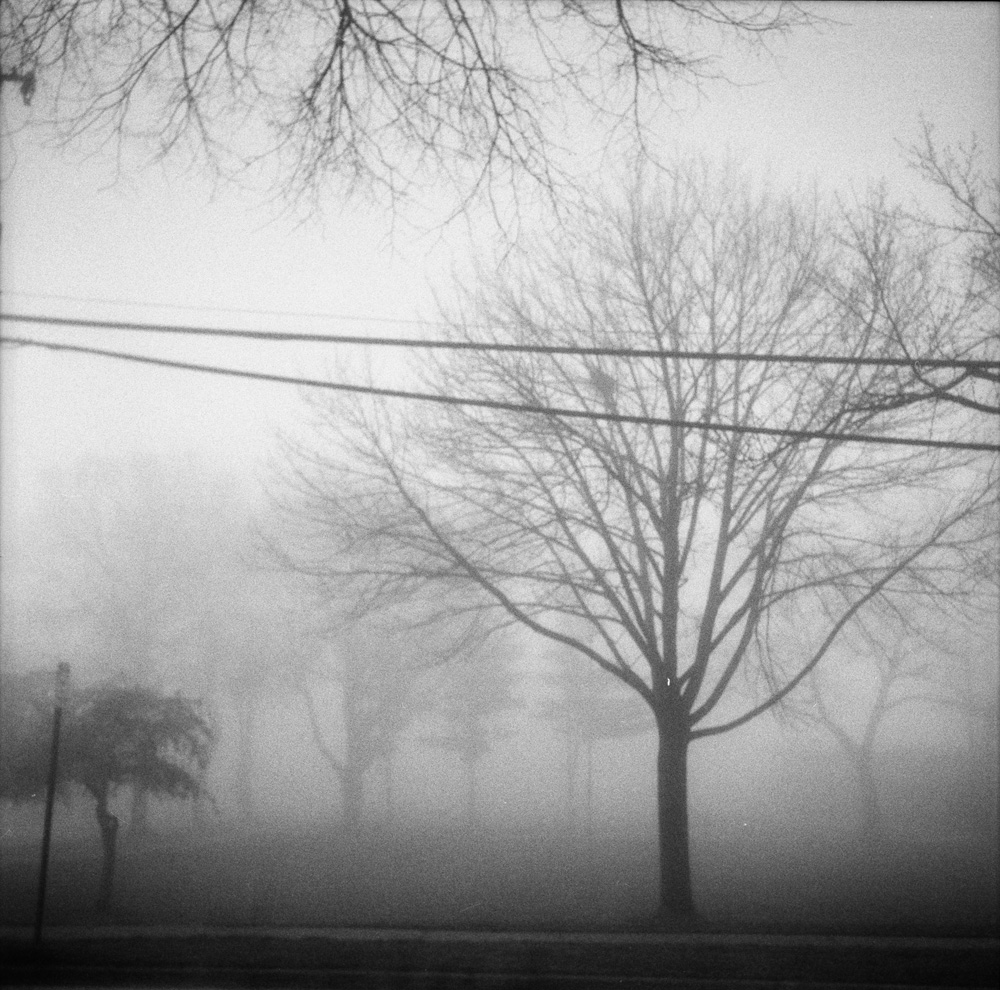 Foggy Park and Powerlines