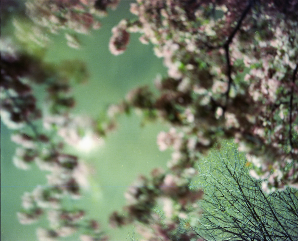 Crabapple Blossoms 2