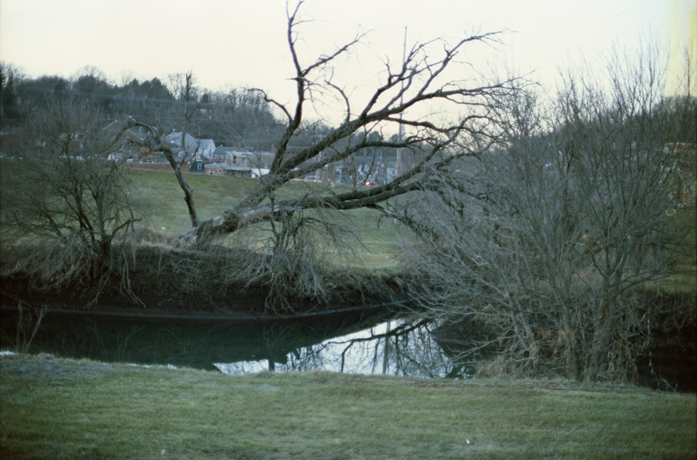 Leafless Trees Near the River