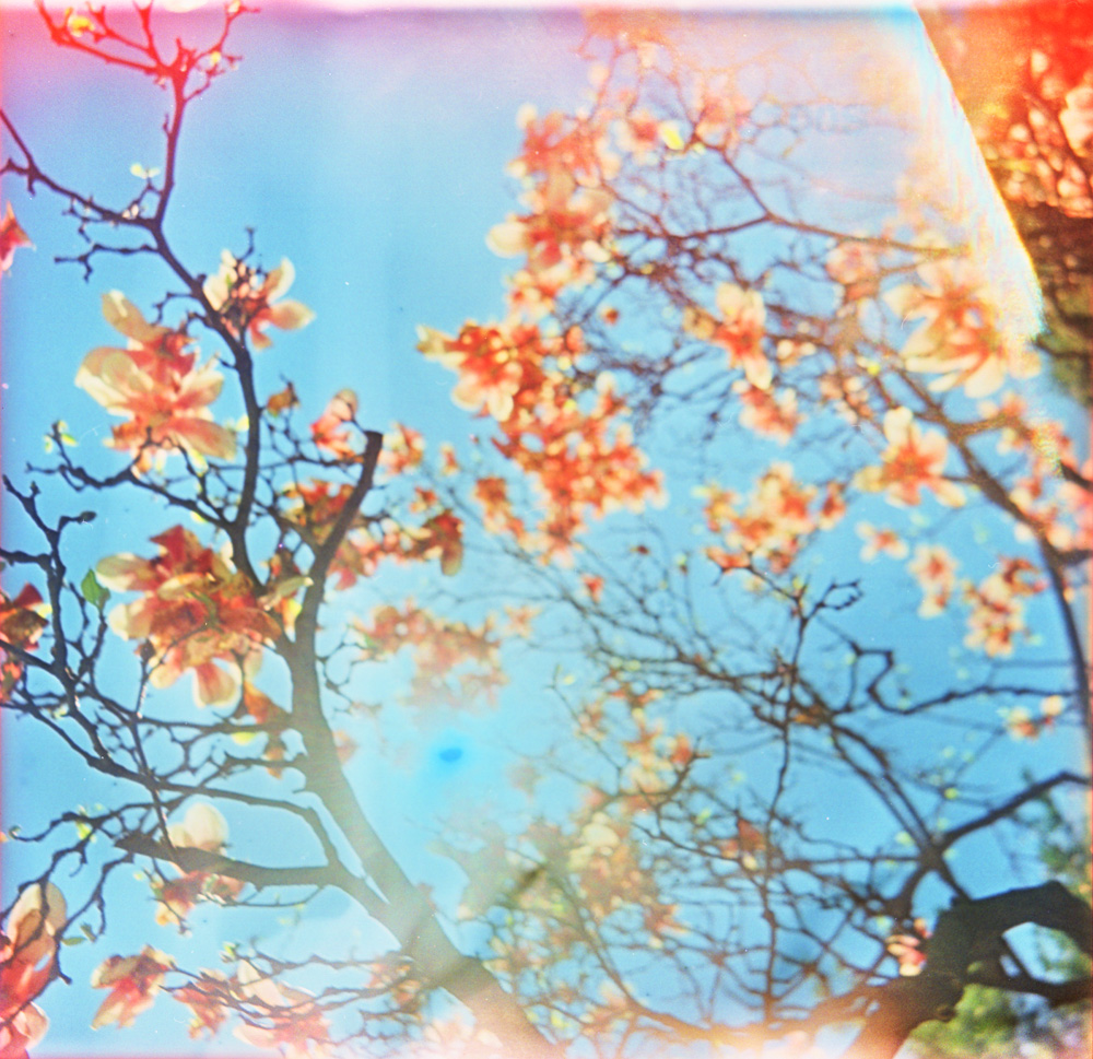 Sun and Flowering Trees 1