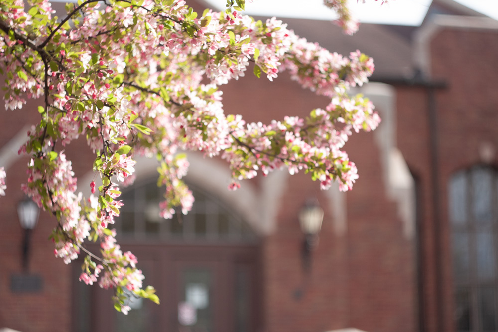 Spring Blossoms and WPA Building 1
