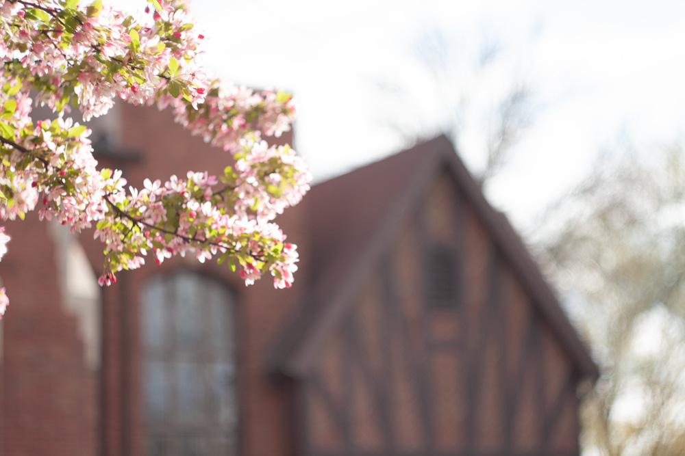Spring Blossoms and WPA Building 2