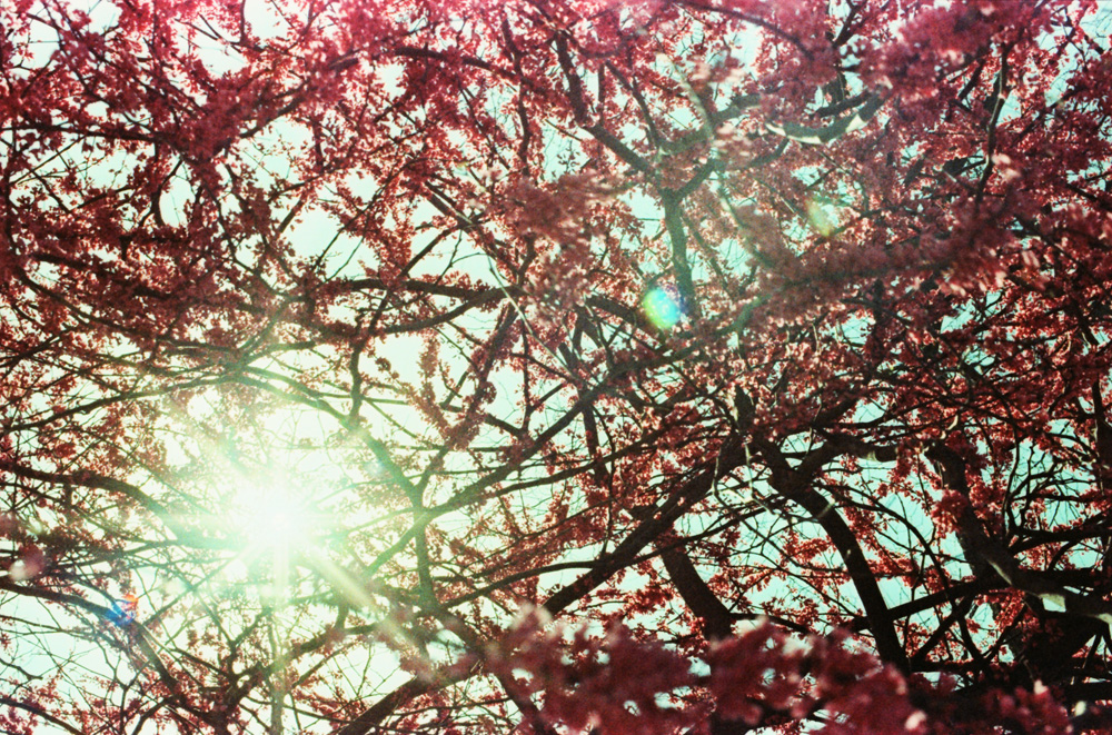 Spring and Sun 1