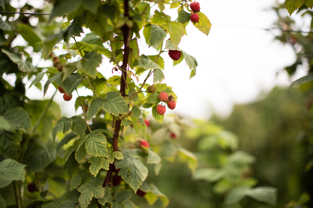 Michigan Raspberry Picking 1
