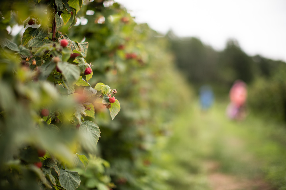 Michigan Raspberry Picking 2