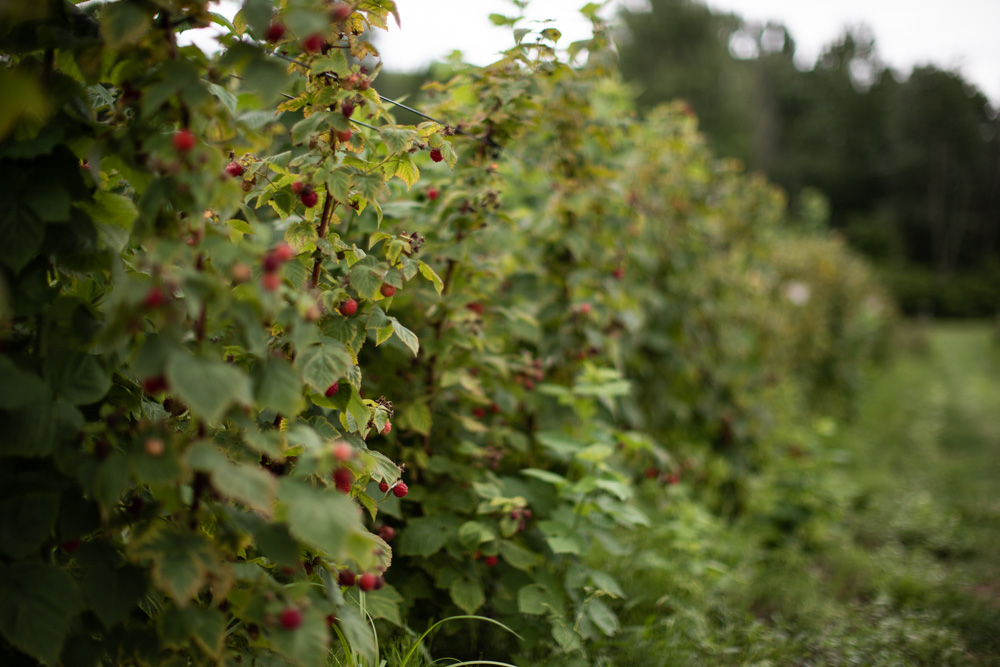 Michigan Raspberry Picking 4