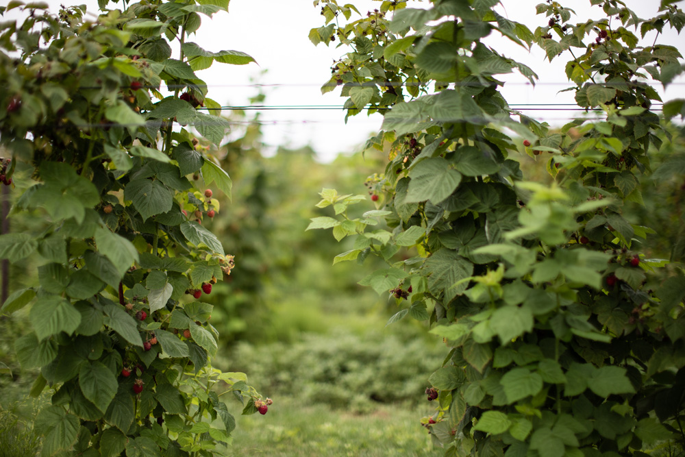 Michigan Raspberry Picking 6
